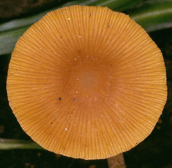 Image of Conocybe vexans P. D. Orton 1960