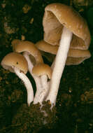 Plancia ëd Conocybe striipes (Cooke) S. Lundell 1953