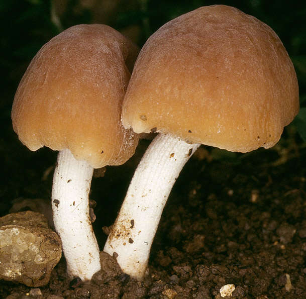 Plancia ëd Conocybe striipes (Cooke) S. Lundell 1953