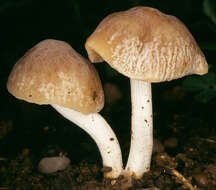 Plancia ëd Conocybe striipes (Cooke) S. Lundell 1953