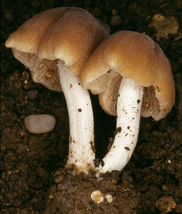 Plancia ëd Conocybe striipes (Cooke) S. Lundell 1953