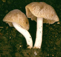 Plancia ëd Conocybe striipes (Cooke) S. Lundell 1953