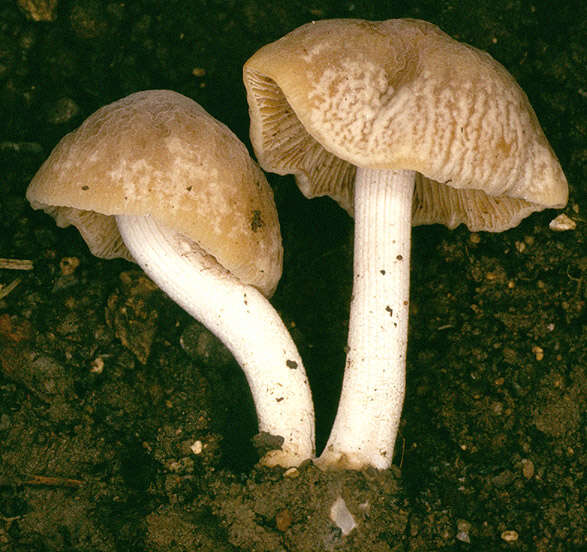 Plancia ëd Conocybe striipes (Cooke) S. Lundell 1953