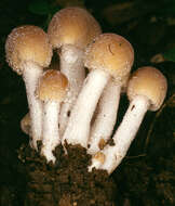 Plancia ëd Conocybe striipes (Cooke) S. Lundell 1953