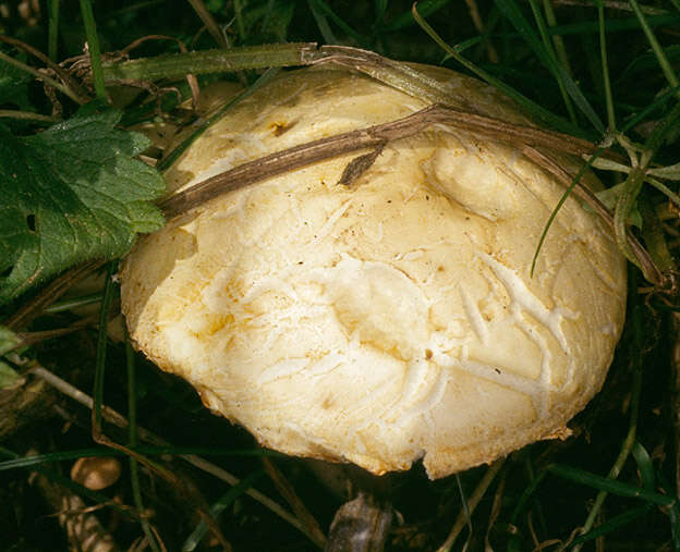 Image of Agrocybe molesta (Lasch) Singer 1978