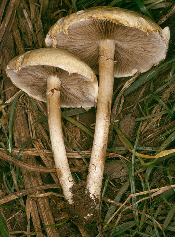 Image of Agrocybe molesta (Lasch) Singer 1978