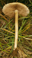 Image of Agrocybe molesta (Lasch) Singer 1978