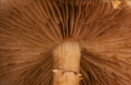 Image of Agrocybe molesta (Lasch) Singer 1978