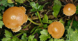 Imagem de Conocybe velata (Velen.) Watling 2004