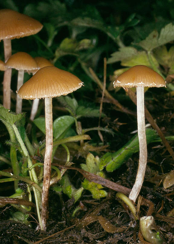 Image of Conocybe velata (Velen.) Watling 2004