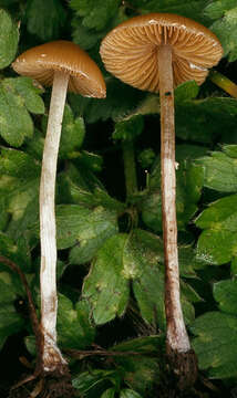 Imagem de Conocybe velata (Velen.) Watling 2004