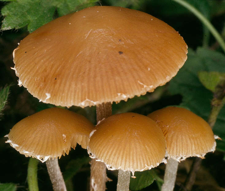 Imagem de Conocybe velata (Velen.) Watling 2004