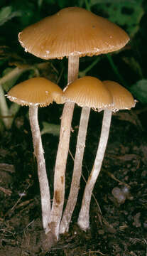 Imagem de Conocybe velata (Velen.) Watling 2004