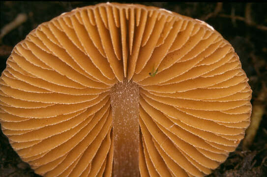 Imagem de Conocybe velata (Velen.) Watling 2004