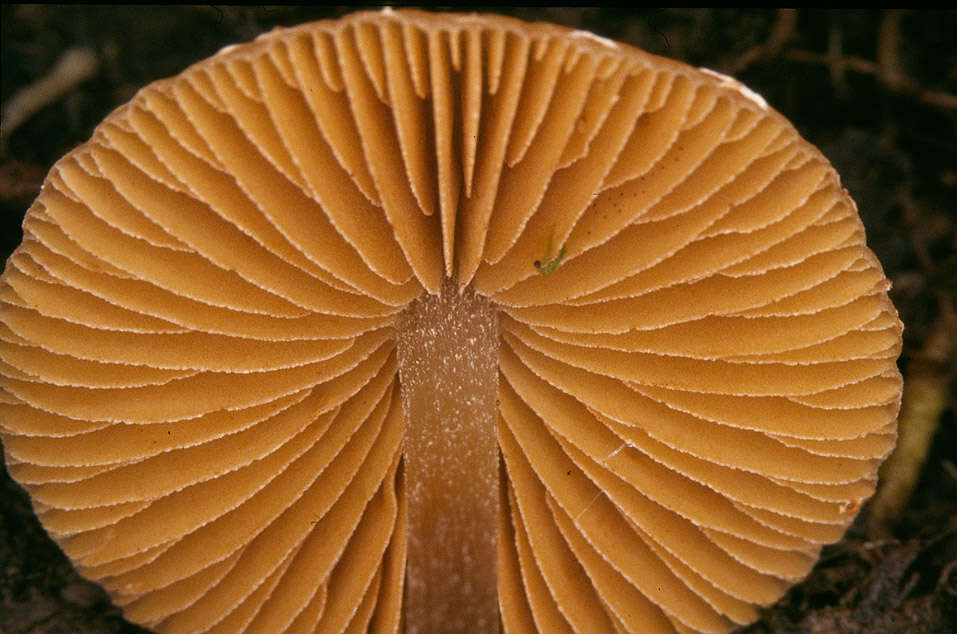 Imagem de Conocybe velata (Velen.) Watling 2004