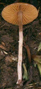 Imagem de Conocybe velata (Velen.) Watling 2004