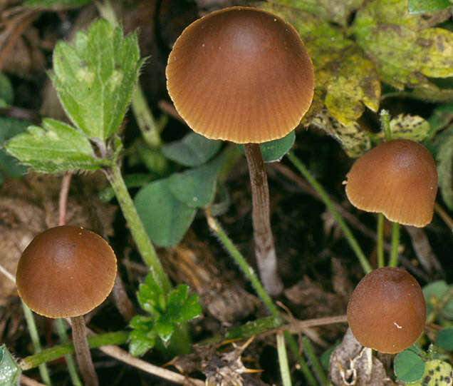 Image of Conocybe incarnata (Jul. Schäff.) Hauskn. & Arnolds 2003