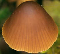 Image of Conocybe incarnata (Jul. Schäff.) Hauskn. & Arnolds 2003