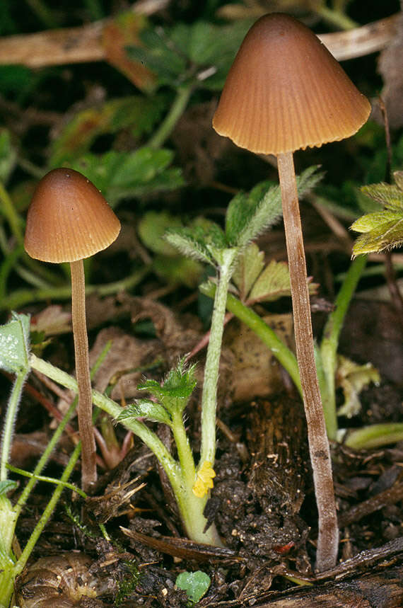 Image of Conocybe incarnata (Jul. Schäff.) Hauskn. & Arnolds 2003