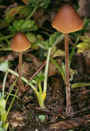 Image of Conocybe incarnata (Jul. Schäff.) Hauskn. & Arnolds 2003