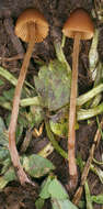 Image of Conocybe incarnata (Jul. Schäff.) Hauskn. & Arnolds 2003