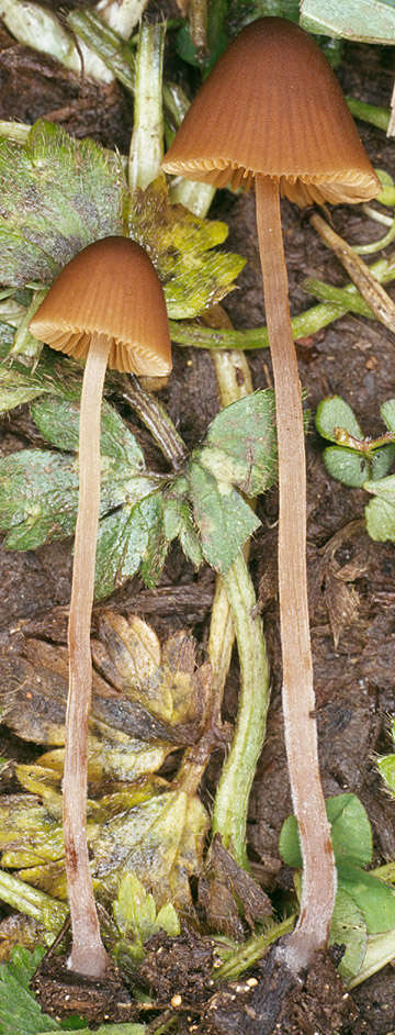 Image of Conocybe incarnata (Jul. Schäff.) Hauskn. & Arnolds 2003