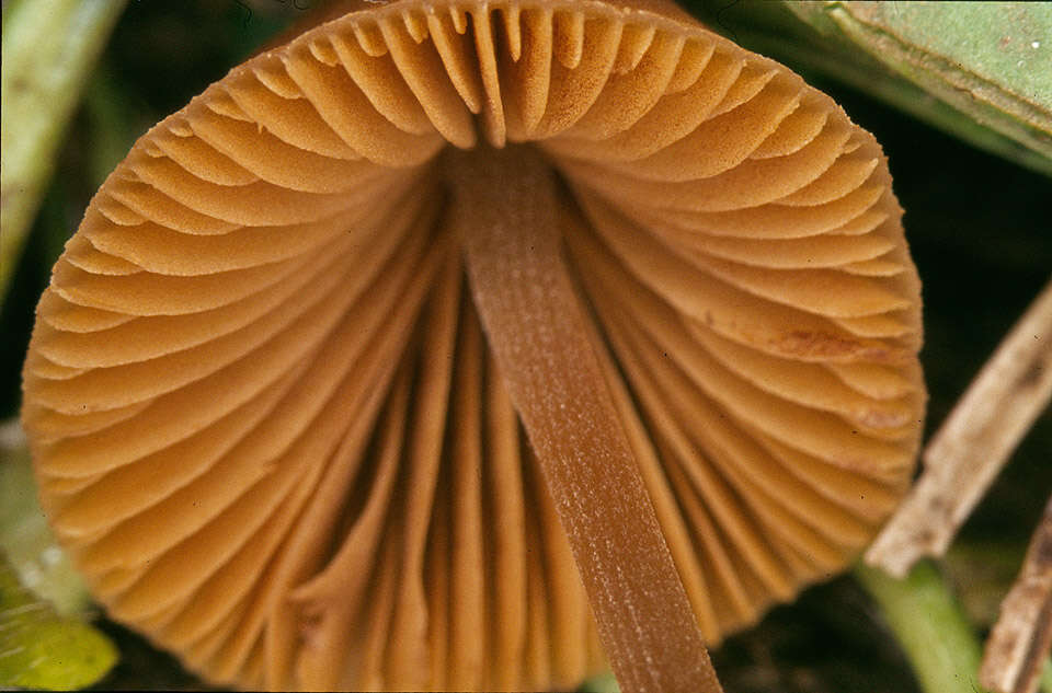 Image of Conocybe incarnata (Jul. Schäff.) Hauskn. & Arnolds 2003