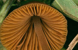 Image of Conocybe incarnata (Jul. Schäff.) Hauskn. & Arnolds 2003