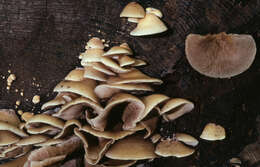 Image of Crepidotus mollis (Schaeff.) Staude 1857