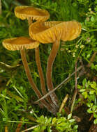 Image of Galerina vittiformis (Fr.) Singer 1950