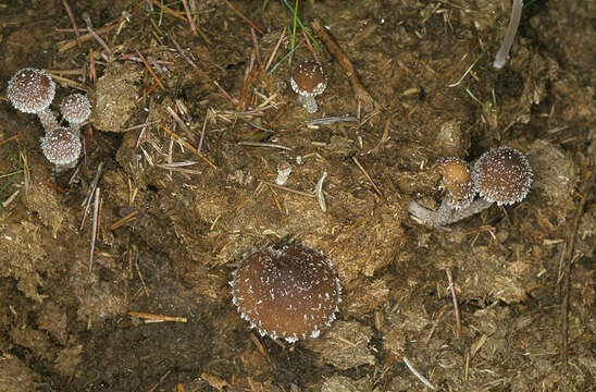 Image of Psathyrella hirta Peck 1898