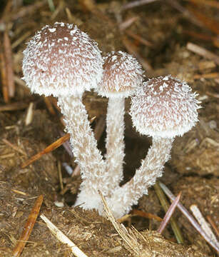 Image de Psathyrelle fimicole