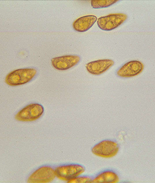 Plancia ëd Galerina clavata (Velen.) Kühner 1935