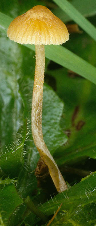 Plancia ëd Galerina clavata (Velen.) Kühner 1935