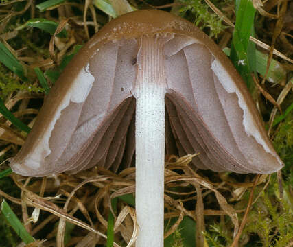 Image of Psathyrella microrhiza (Lasch) Konrad & Maubl. 1949