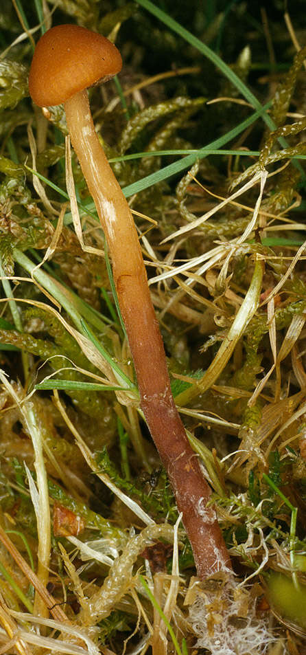 Image of Galerina vittiformis (Fr.) Singer 1950