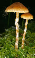 Image of Galerina paludosa (Fr.) Kühner 1935