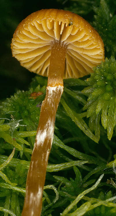 Image of Galerina paludosa (Fr.) Kühner 1935