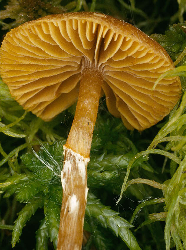 Image of Galerina paludosa (Fr.) Kühner 1935