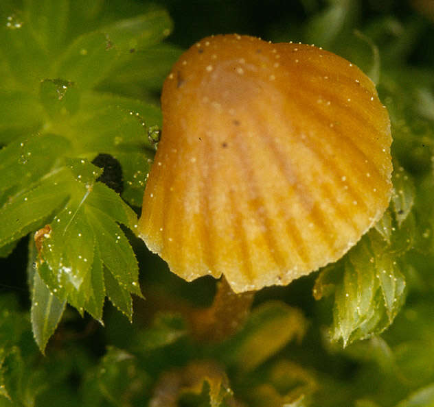 Image of Galerina hypnorum (Schrank) Kühner 1935