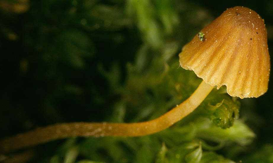 Image of Galerina hypnorum (Schrank) Kühner 1935