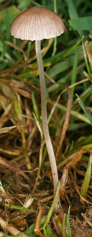 Image of Psathyrella prona (Fr.) Gillet 1878