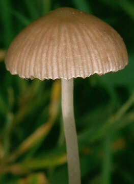 Image of Psathyrella prona (Fr.) Gillet 1878