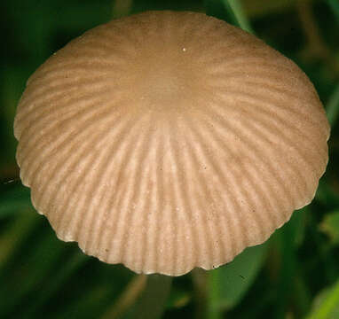 Image de Psathyrella prona (Fr.) Gillet 1878