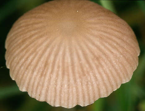 Image de Psathyrella prona (Fr.) Gillet 1878