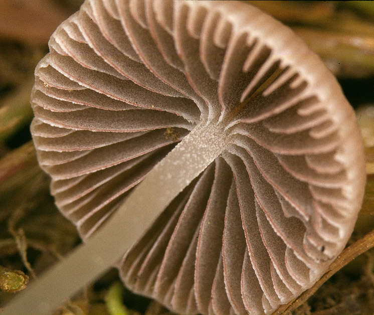 Image of Psathyrella prona (Fr.) Gillet 1878