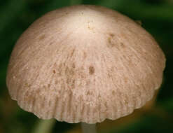 Image of Psathyrella prona (Fr.) Gillet 1878