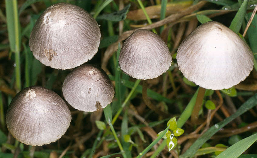 Image of Psathyrella potteri A. H. Sm. 1972