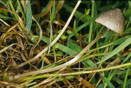 Image of Psathyrella potteri A. H. Sm. 1972