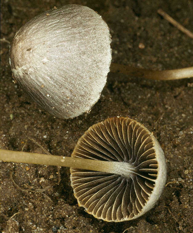 Image of Psathyrella potteri A. H. Sm. 1972